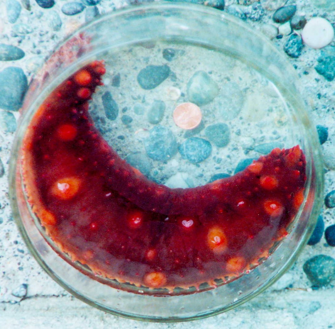 Apostichopus californicus